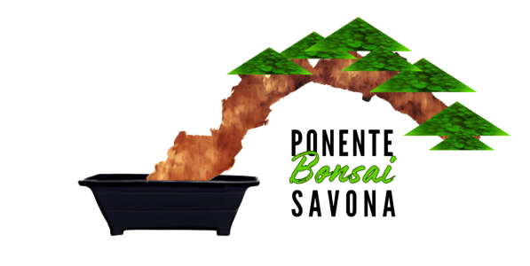Logo Ponente Bonsai