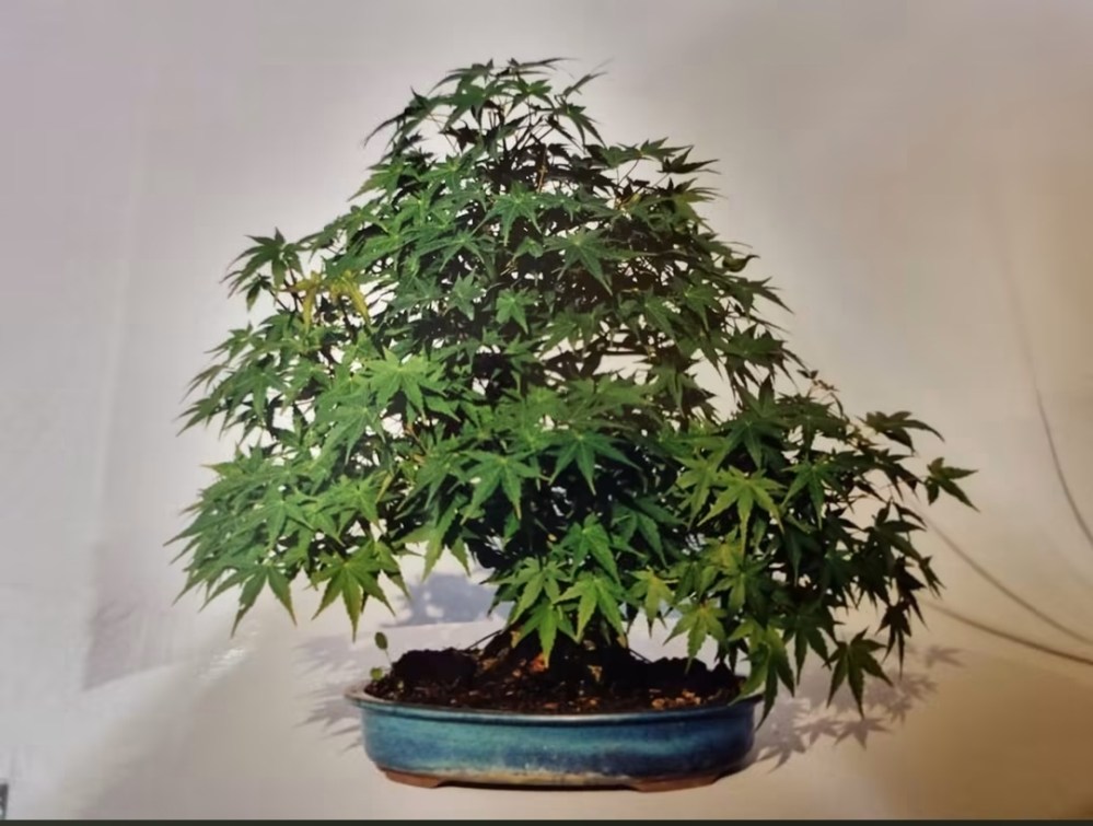 Acero palmato Matsumurae