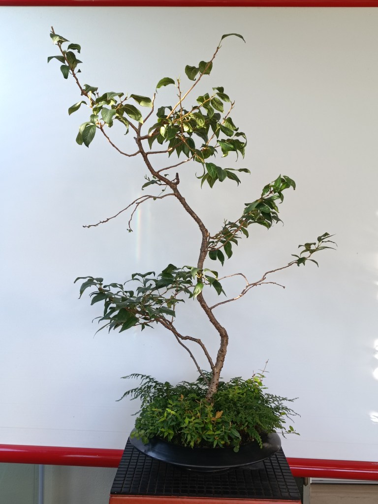 Ciliegio autunnale (Prunus subhirtella autumnalis)