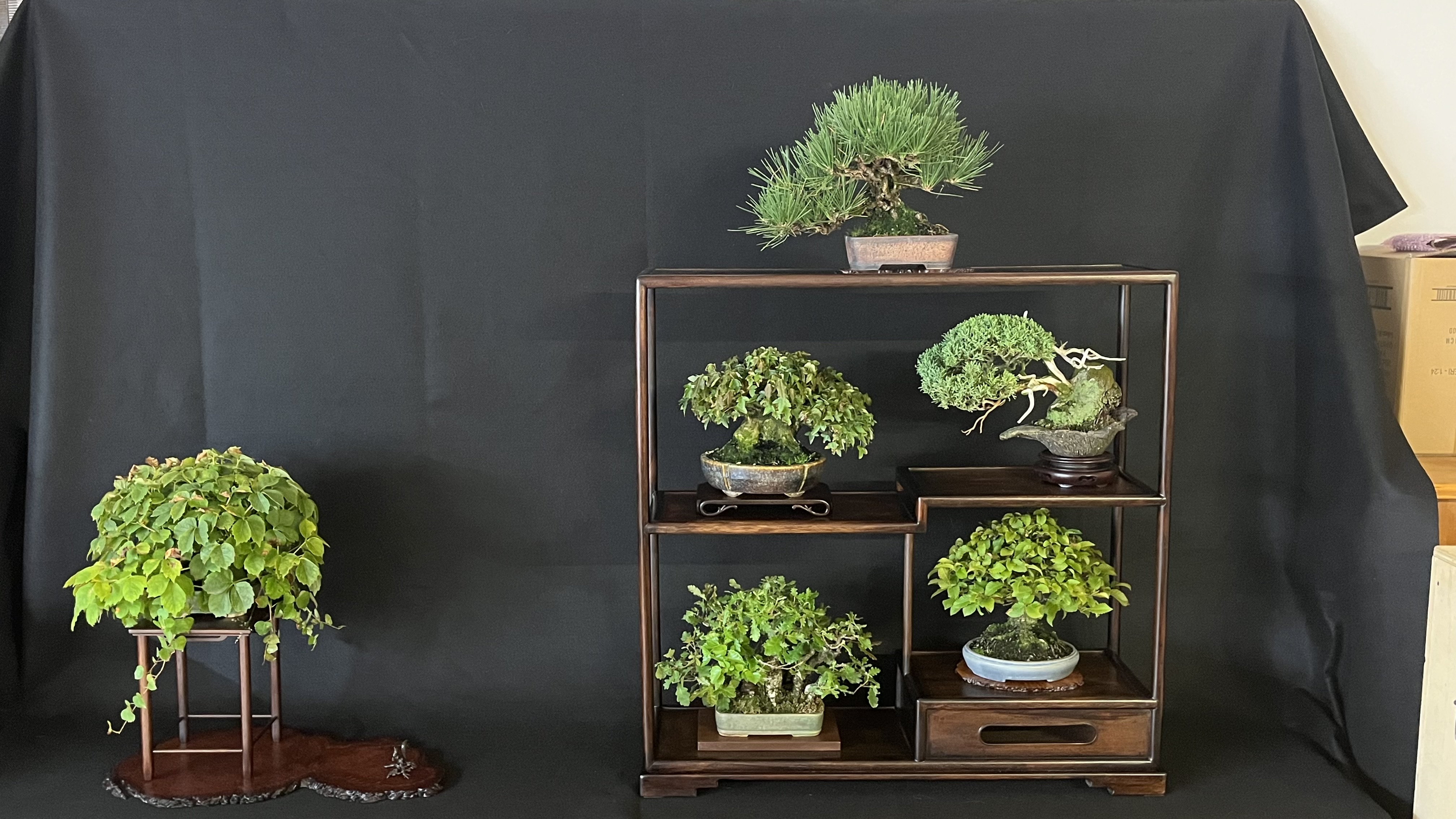 Bonsai in Fortezza 2026 - Esemplare 7