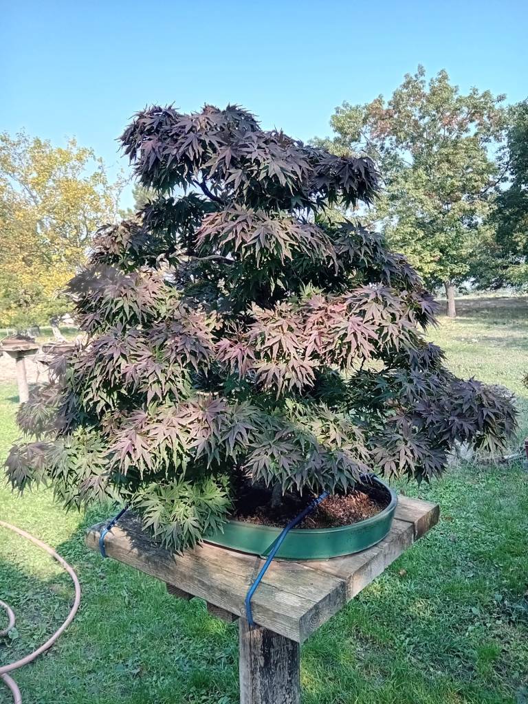 Acero palmato Tatsugashira