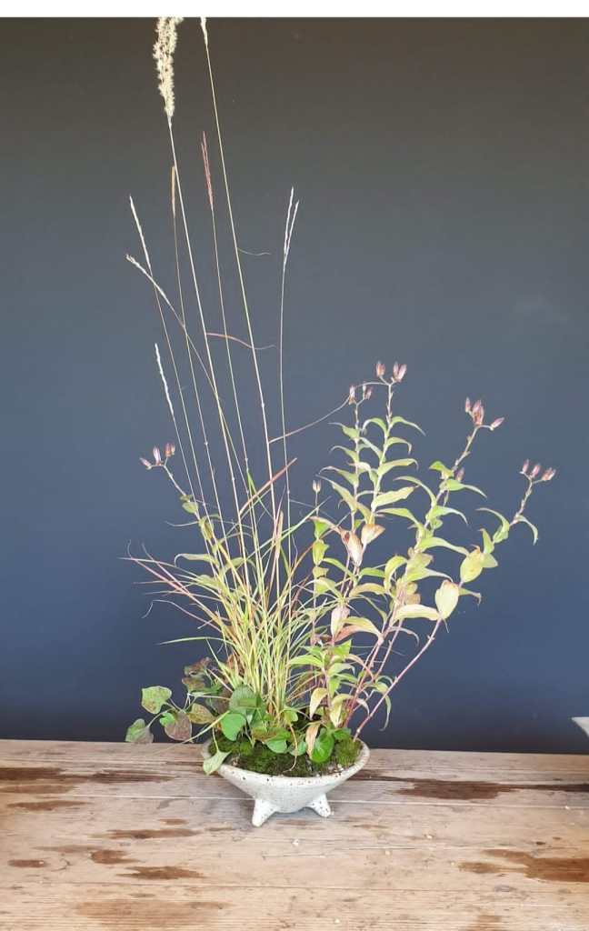 Kusamono (Miscanthus sinensis, hottuynia, eupatorium chocolate)